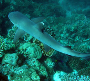 Weißspitzen Riffhai