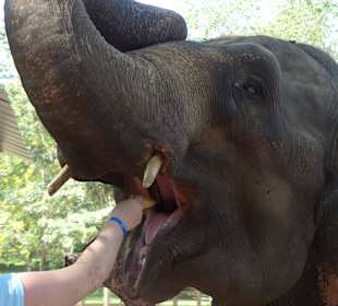 Elefanten selbst füttern