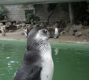 Pinguine im Zoo Halle