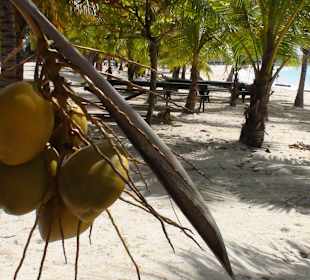 Kokosnuss am Strand von Saona