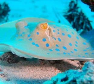 Schnorcheln Sahl Hasheesh