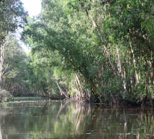 Mangrovenwald