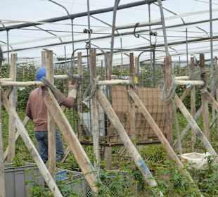 In den Gewächshäusern