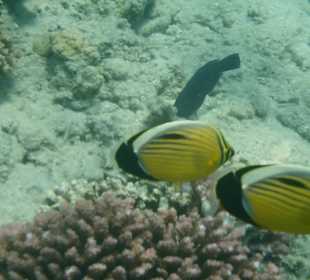 Beim Schnorcheln direkt am Steg vom Hotel Titanic Palace