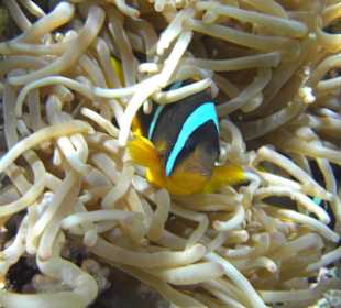 Seeanemone mit Nemofisch