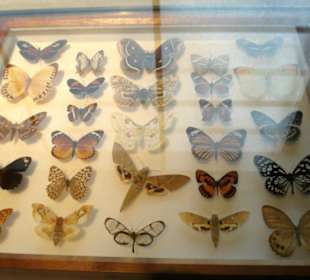 Schmetterlingsvielfalt