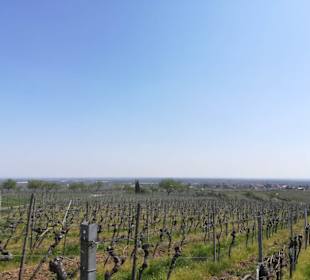 Wein- und Mandelpfad 