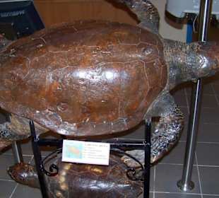 Aquarium