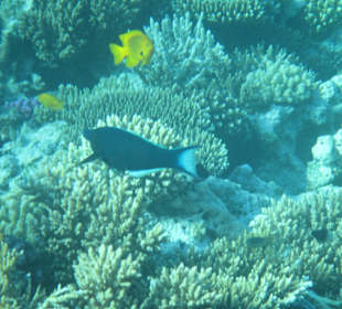 Hausriff Arabia Azur Resort