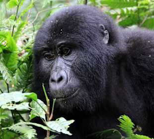 Bwindi Impenetrable National Park