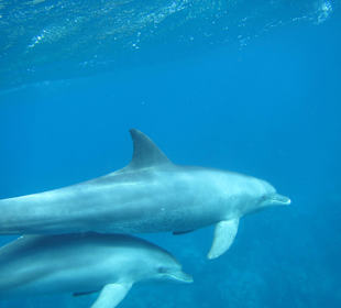 Delfinausflug November 2014