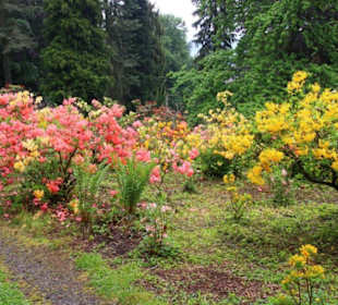 Rhododendron in voller Blüte