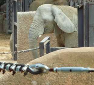 Afrikanischer Elefant