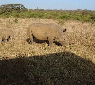 Nashörner im Nairobi National Park
