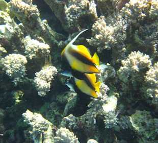 Unterwasser im Roten Meer