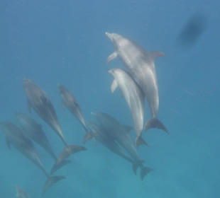 Mogli Delfine und Schnorcheln 