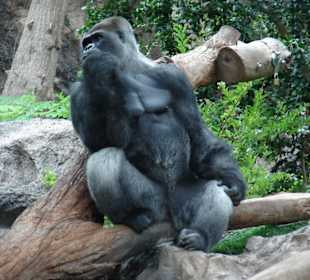 Gorillas im Loropark
