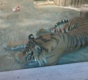 Zoo Brno