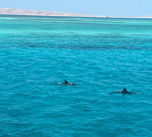 Basant Tours - Limousinen-Service