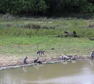 Yala Nationalpark, Affen an der Wasserstelle