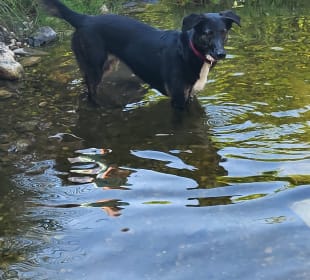 Gartenanlage MILLIEs hosting - Familienurlaub mit Hund in Kärnten