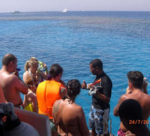 Delphintour- Einzelunterricht 