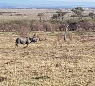 Freilebendes Nashorn