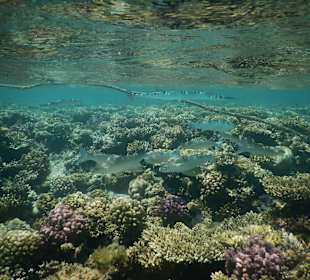 Riff direkt am Jaz Makadi Oasis Resort