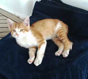 Mogli der süsseste Schiffskater