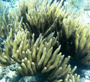 Schnorcheln auf der Paradiesinsel