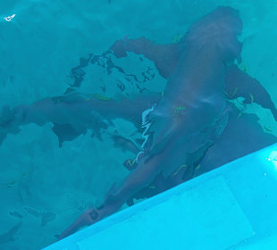 Tauchen Embudu Süd-Malé-Atoll