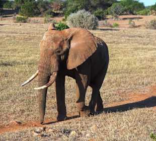 Amboseli