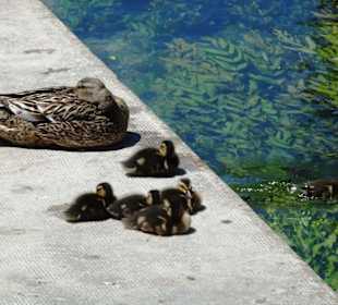Am Wasser der Sorgue
