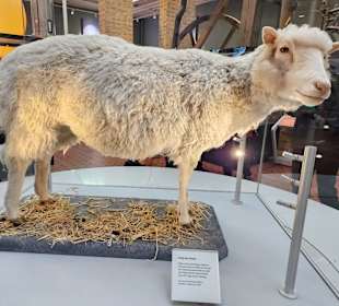 Dolly, das Schaf