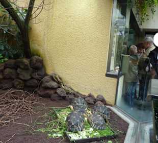 Terrarium - Schildkröten