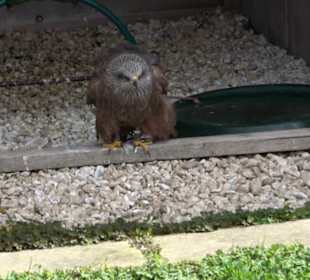 Malta Falconry Centre