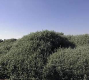 Stadtrundgang El Gouna