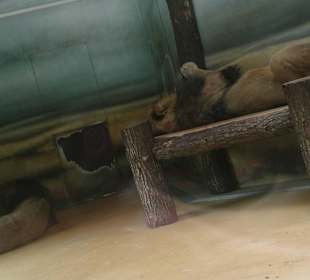 Safari Dvůr Králové nad Labem