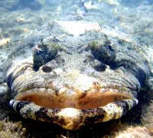Krokodilfisch am Hausriff Hotel Brayka Bay