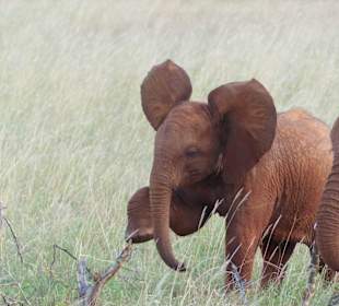 Elefantennachwuchs