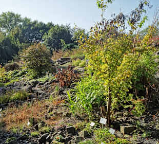 Im Alpinum des Botanischen Gartens