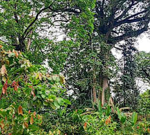 Parque Natural Obô do Príncipe
