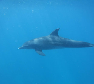 Delfin