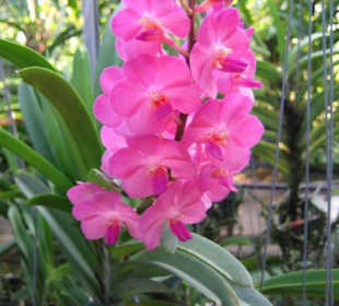 Eine lila Orchideenrispe.