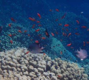 Hotel Gorgonia Beach