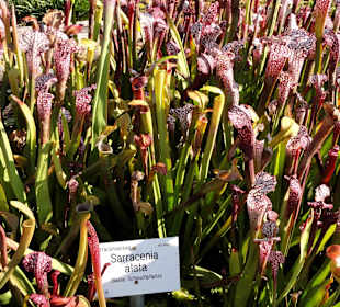 Fleischfressende Kannenpflanzen