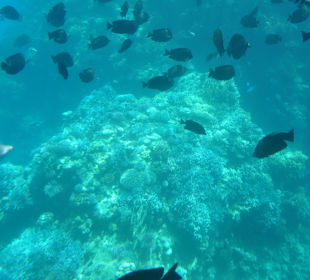 Submarine Sharm