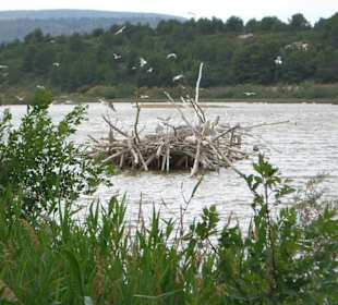 Brutstätte für Wasservögel!