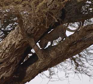 Leopard zwischen den Ästen