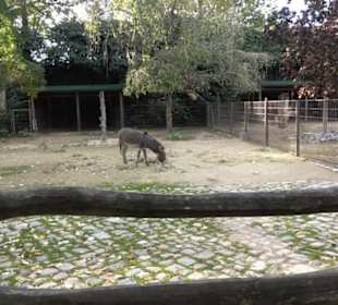 Zoologischer Garten